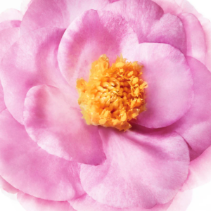 nuxe hair prodigieuse creme 1.png